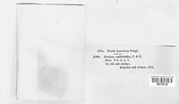 Tapesia culcitella image